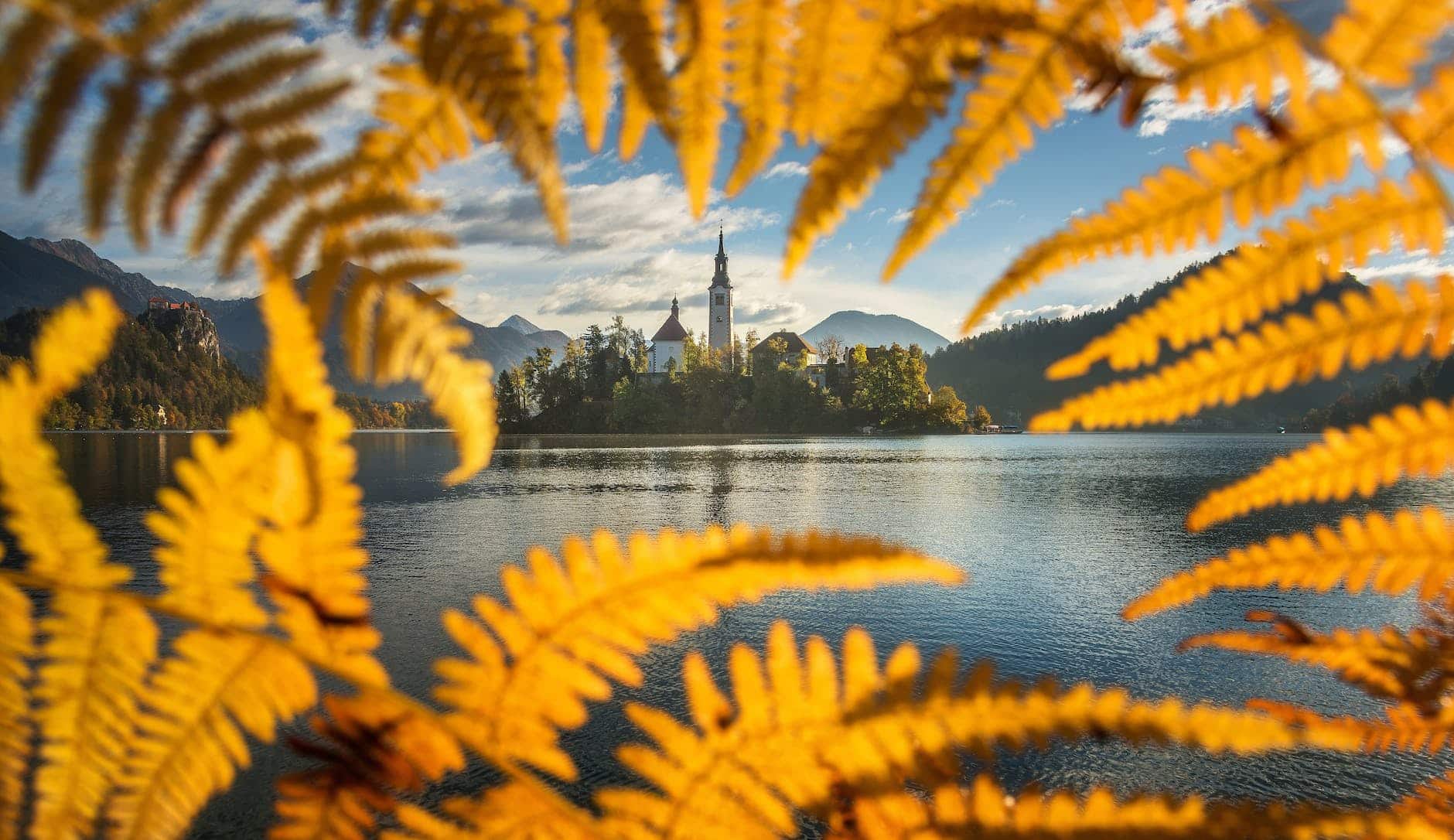 Slovenia Bled Lake Close View To Water Slovenia Travel Guide