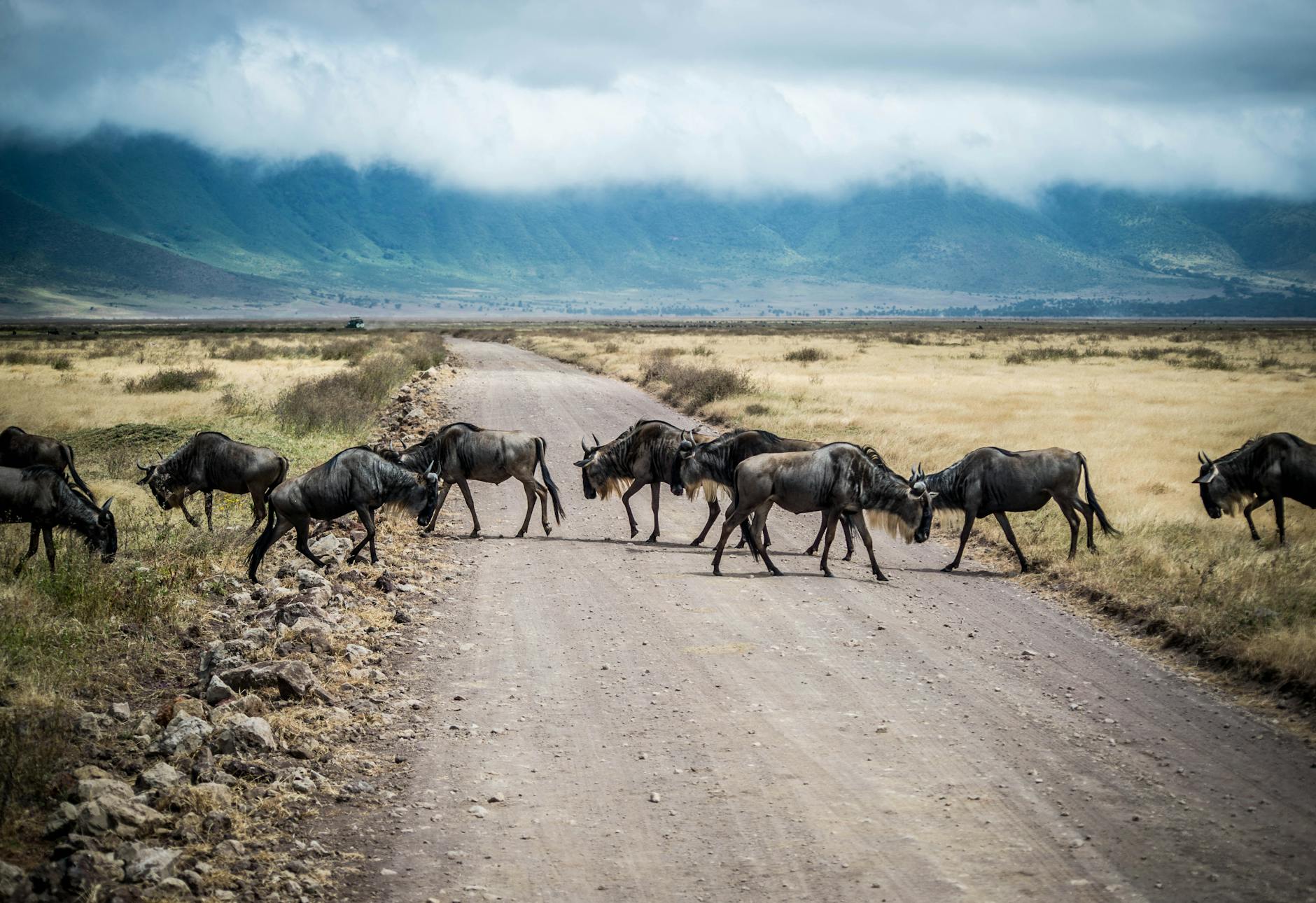 Tanzania Visa application herd of wildebeest on road Tanzania eVISA