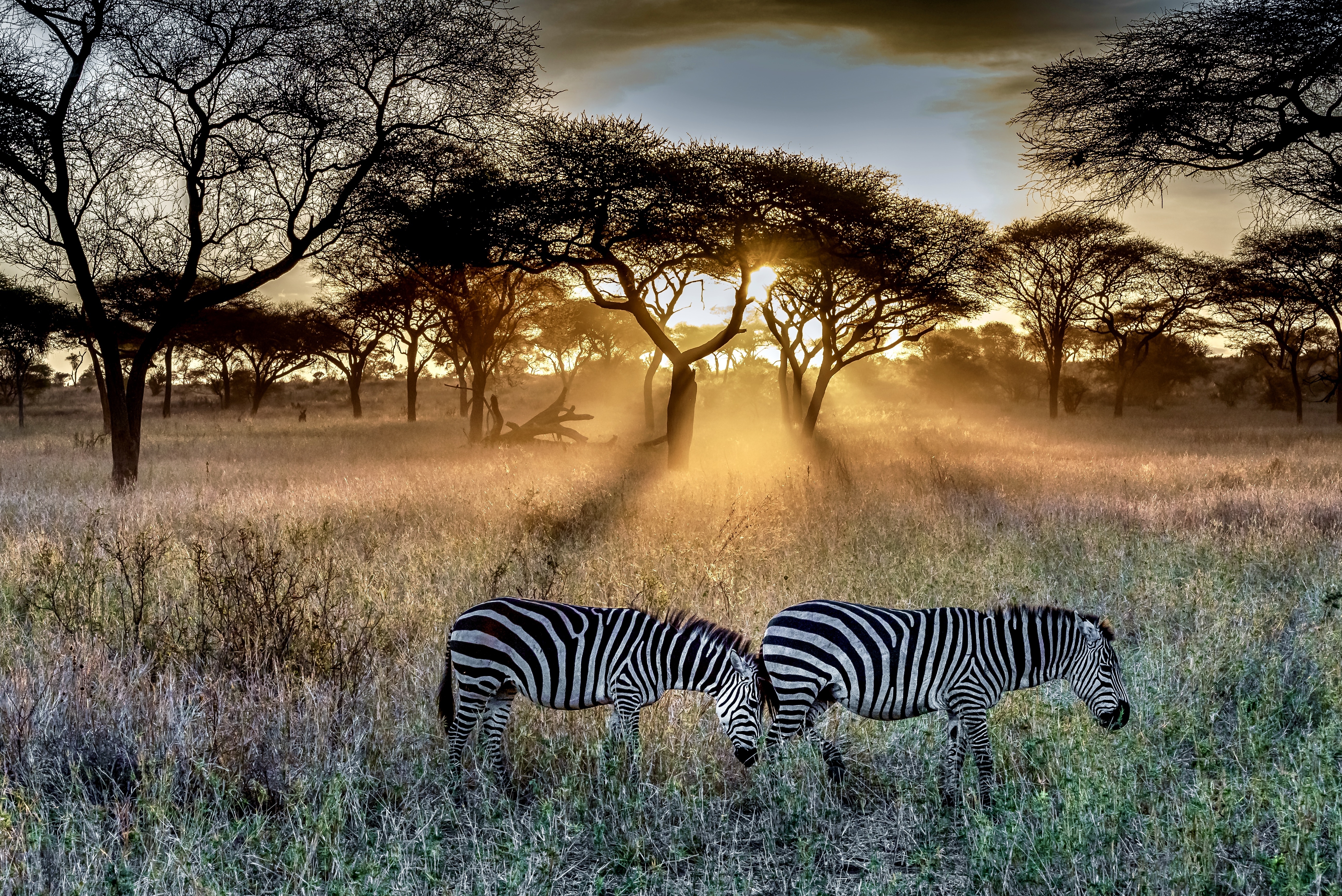 field covered grass trees surrounded by zebras sunlight during sunset